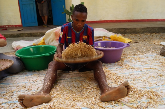 Ryż i fasola na zasiew dla powodzian (Madagaskar)