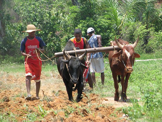 Rolnictwo na Madagaskarze