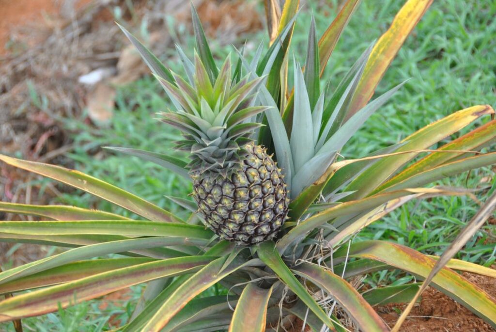 Rozbudowa fermy rolniczej w Mahitsy (Madagaskar)