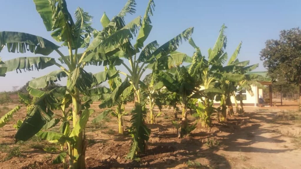 Rozbudowa gospodarstwa rolnego przy szkole w Chamuka (Zambia)