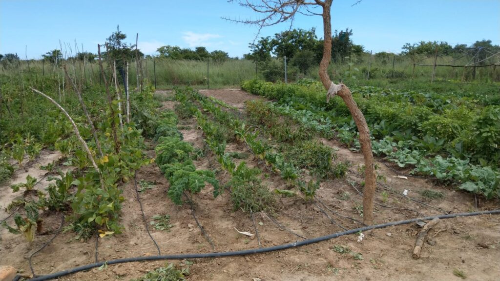 Rozbudowa gospodarstwa rolnego przy szkole w Chamuka (Zambia)