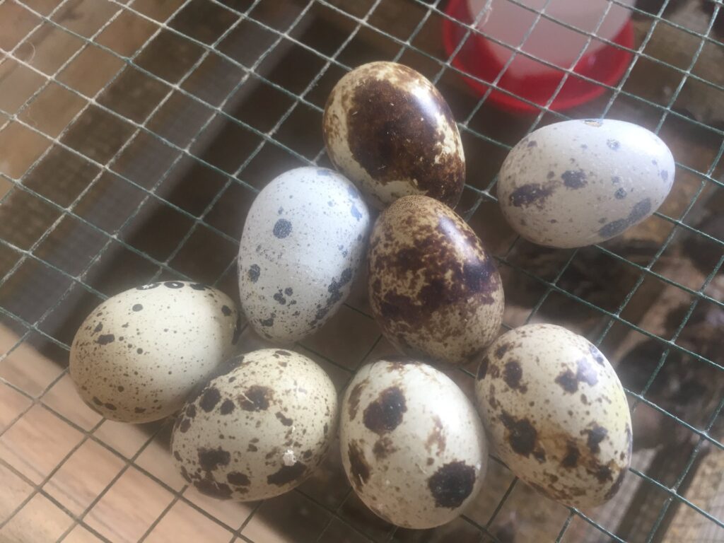 Hodowla przepiórek w Antananarywie (Madagaskar)